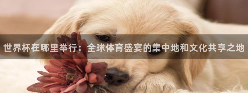 世界杯预选赛赛程：世界杯在哪里举行：全球体育盛宴的集中地和文化共享之地